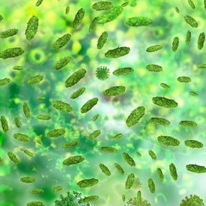 Mikrobioeme - afføringsanalyser