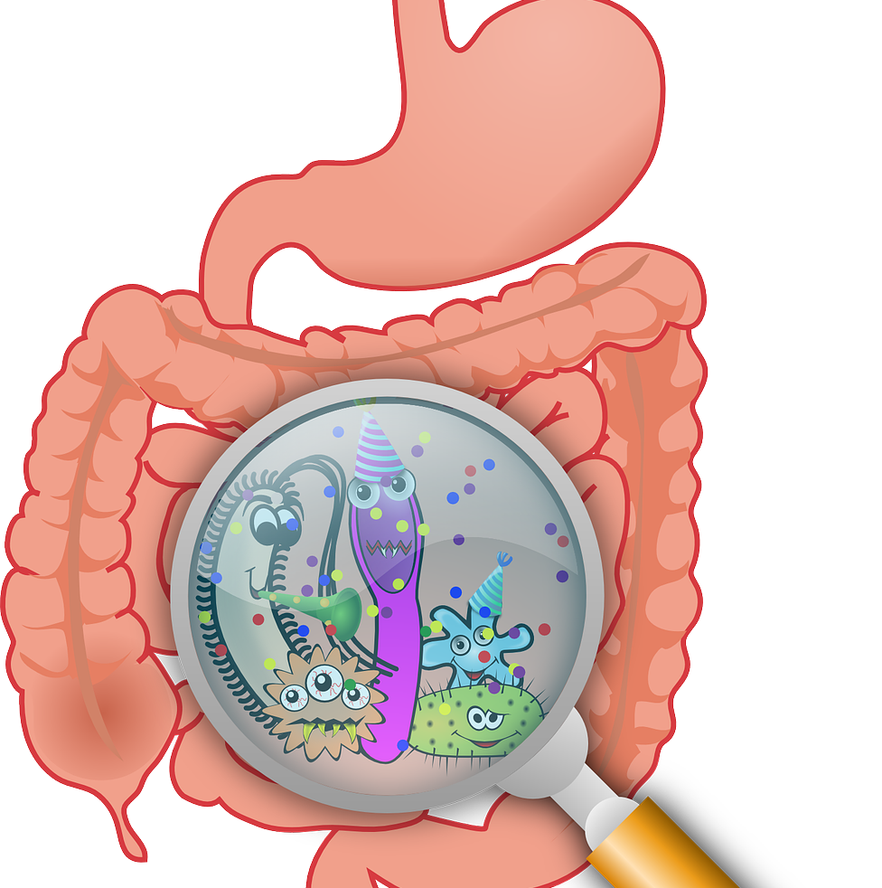 Maldigestion, Malabsorption Hanko Medico