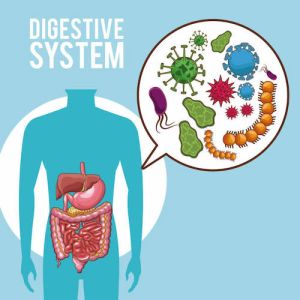 Digestive system human organs vector illustration graphic design